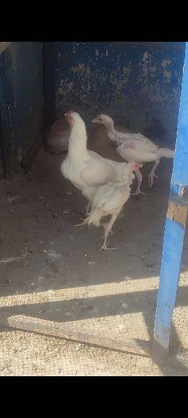 heera chicks