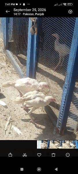 heera chicks 1