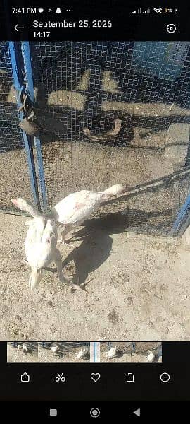 heera chicks 2