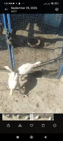 heera chicks — photo 3