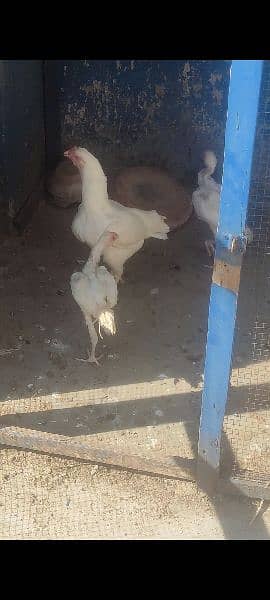 heera chicks 3