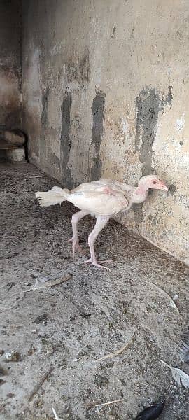 heera chicks 4