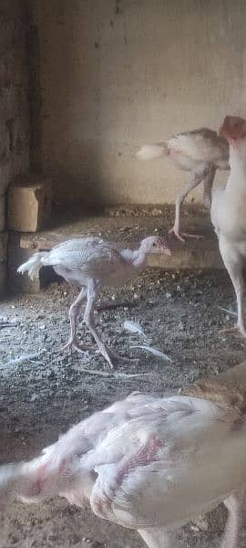 heera chicks 5