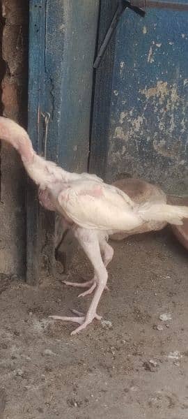 heera chicks 6
