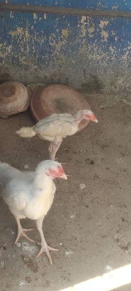 heera chicks 7
