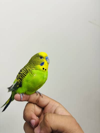 Hand Tame Budgie for sale