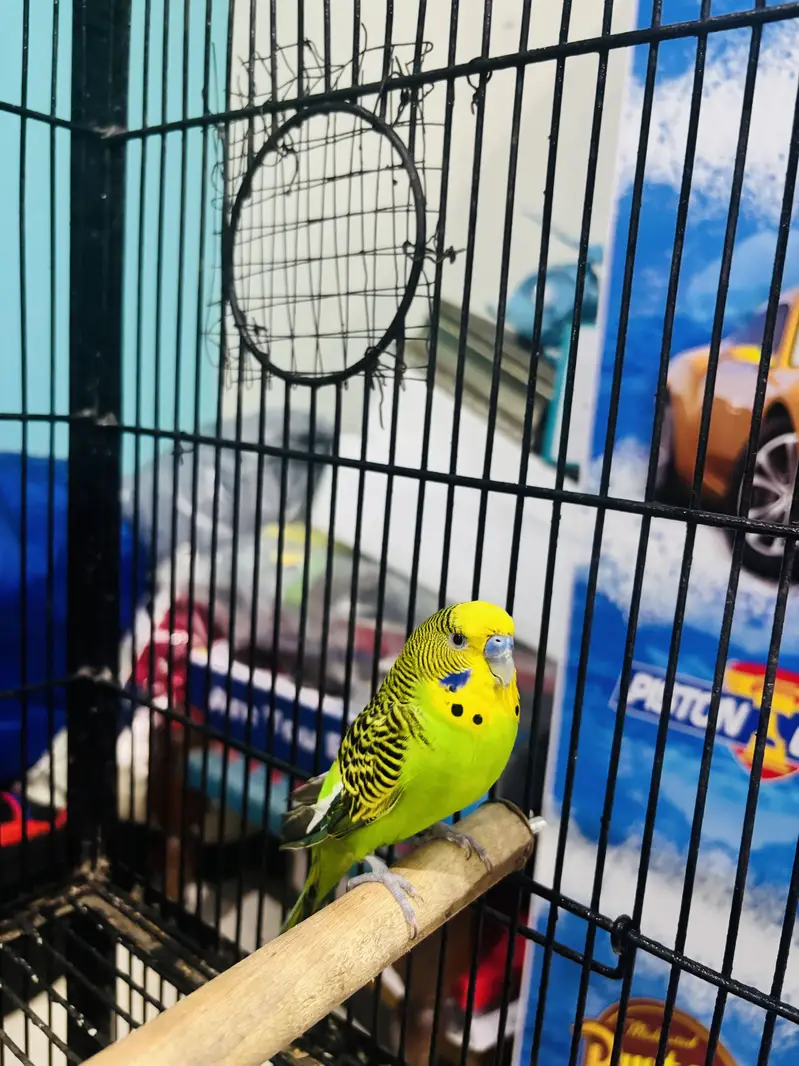 Hand Tame Budgie for sale — photo 2
