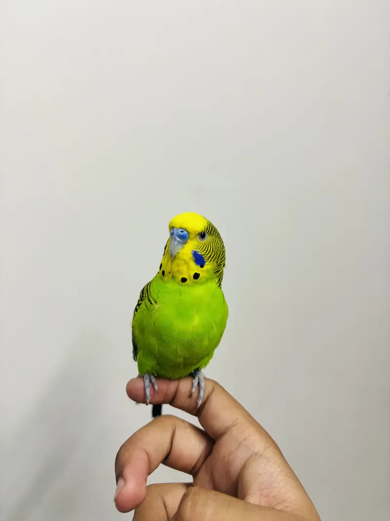 Hand Tame Budgie for sale — photo 3