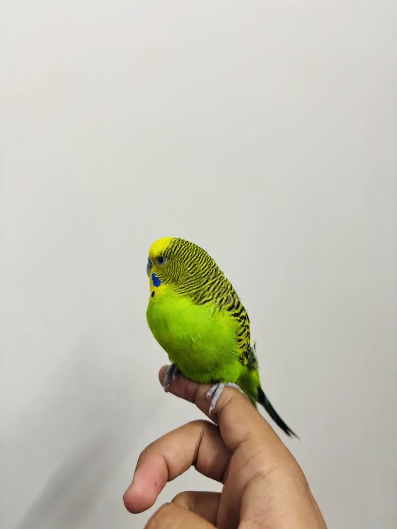Hand Tame Budgie for sale — photo 4