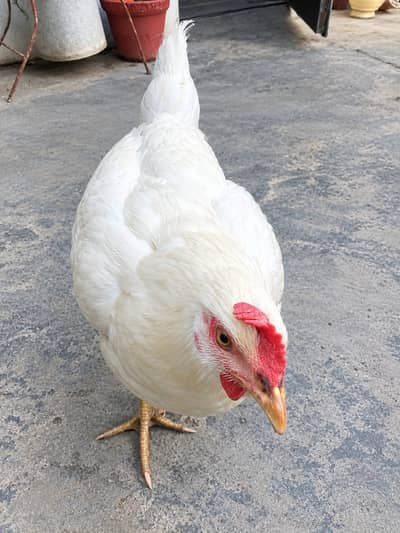 Desi Hen For Sale