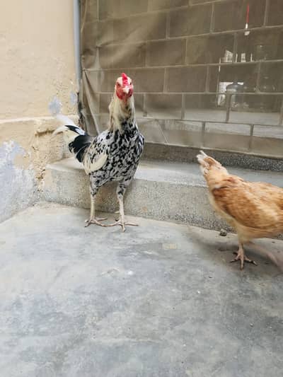 Aseel pair