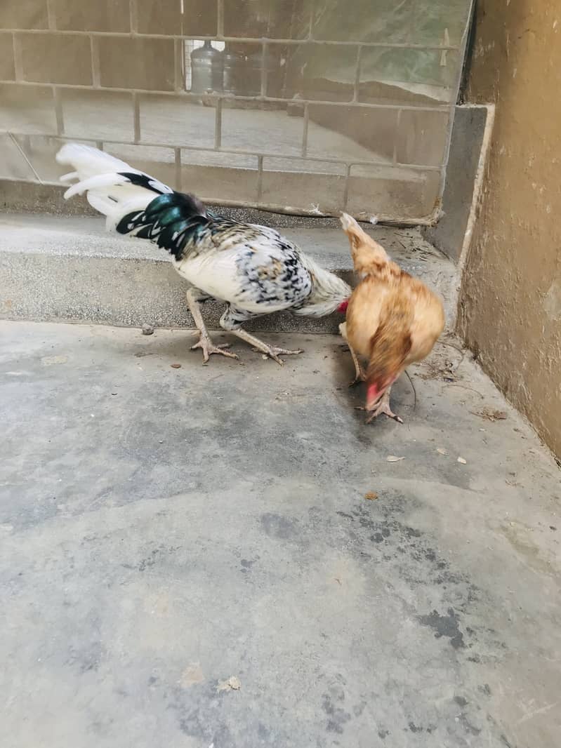 Aseel pair 6