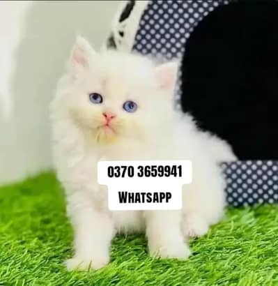 Persian Female kitten for sale