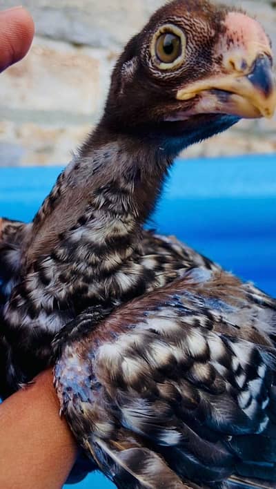 Parrot Beak White Original Taamilnadou X Dragon Female Chick's