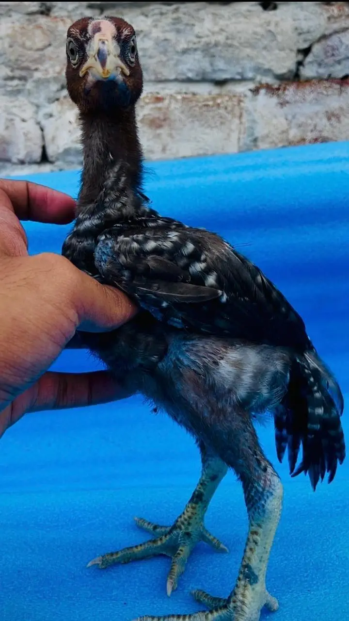 Parrot Beak White Original Taamilnadou X Dragon Female Chick's — photo 2