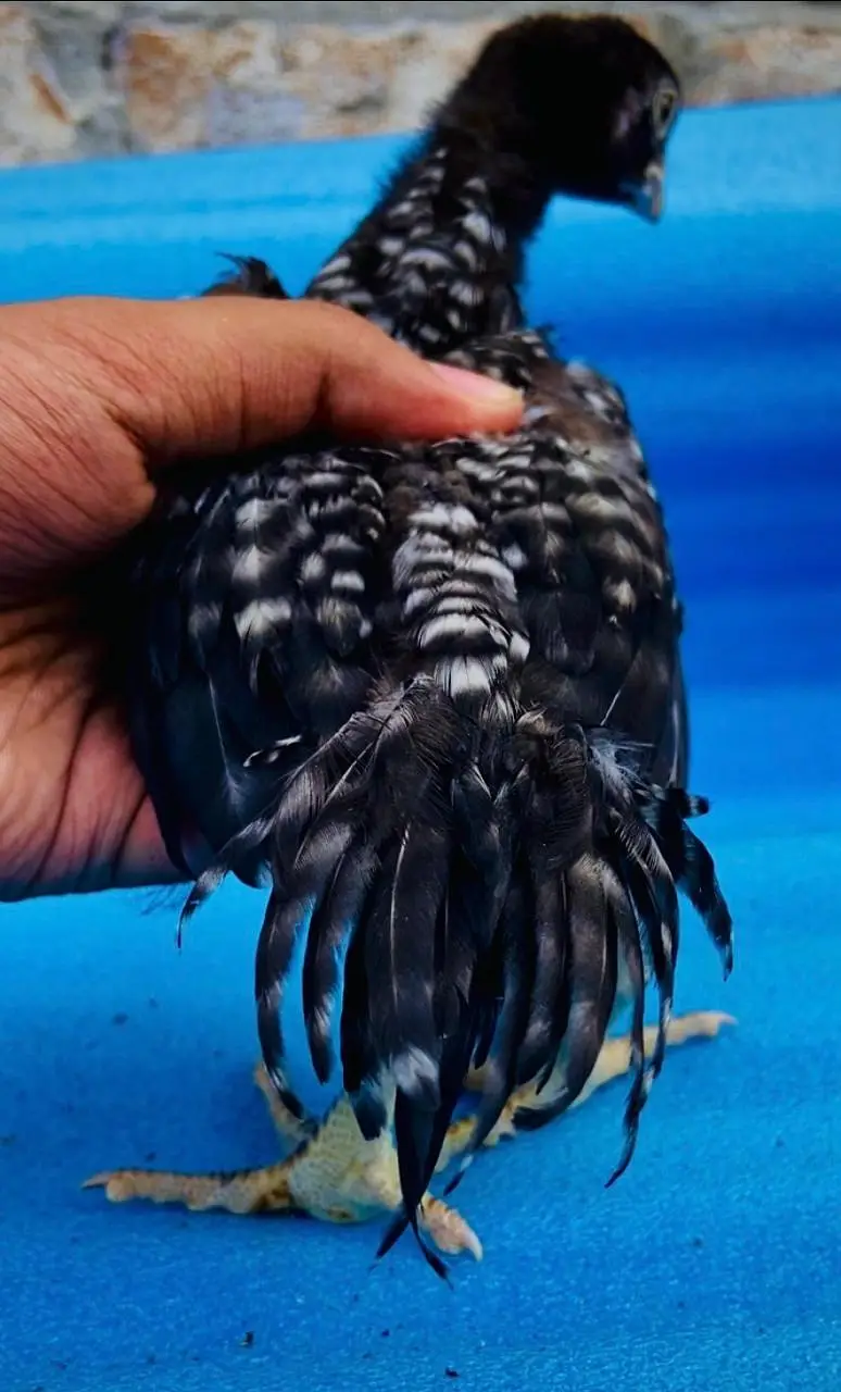 Parrot Beak White Original Taamilnadou X Dragon Female Chick's — photo 3