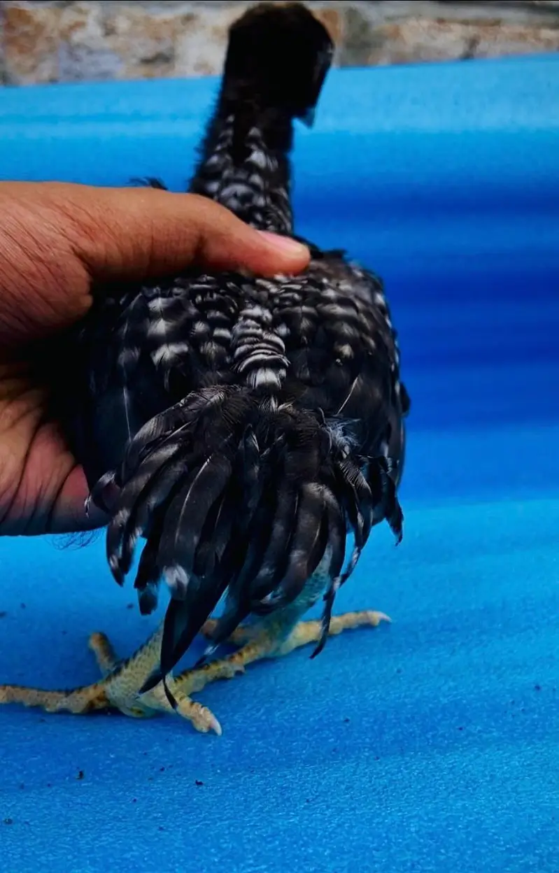 Parrot Beak White Original Taamilnadou X Dragon Female Chick's — photo 4