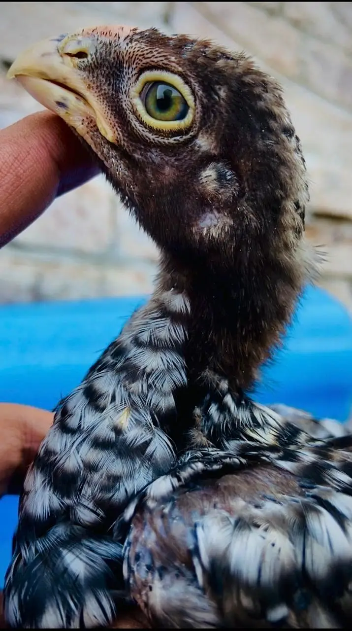 Parrot Beak White Original Taamilnadou X Dragon Female Chick's — photo 5