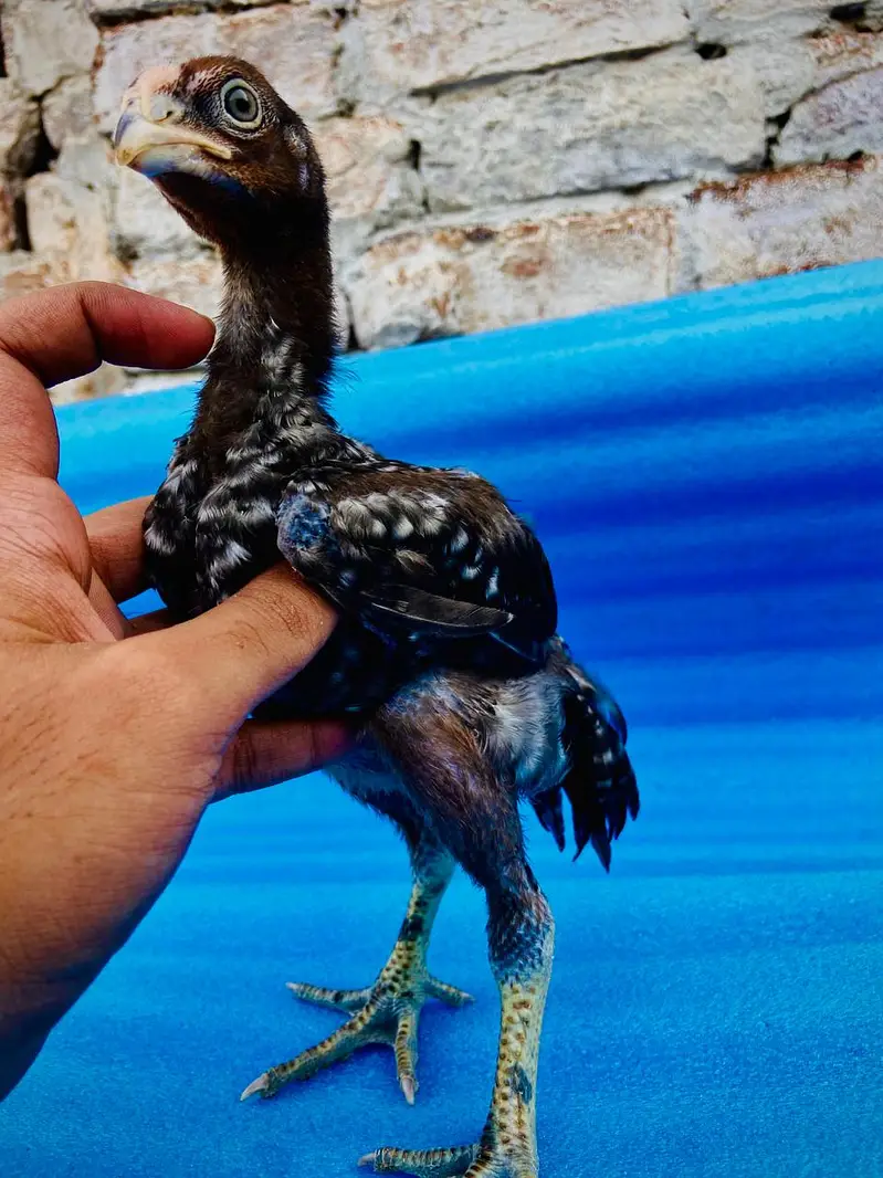 Parrot Beak White Original Taamilnadou X Dragon Female Chick's — photo 8