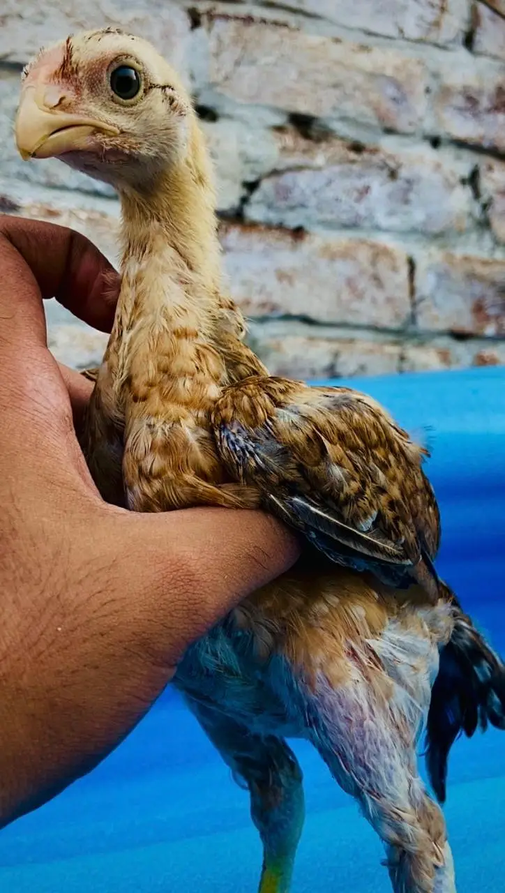 Parrot Beak White Original Taamilnadou X Dragon Female Chick's — photo 9