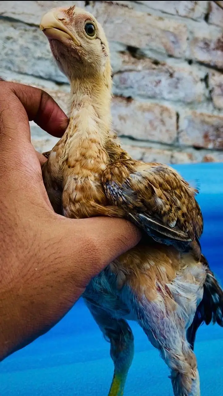 Parrot Beak White Original Taamilnadou X Dragon Female Chick's — photo 12