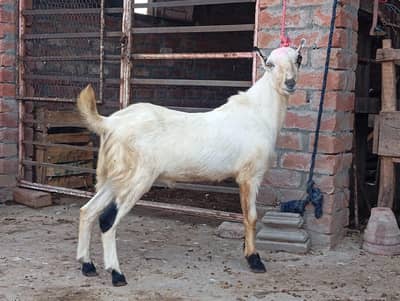 andel male