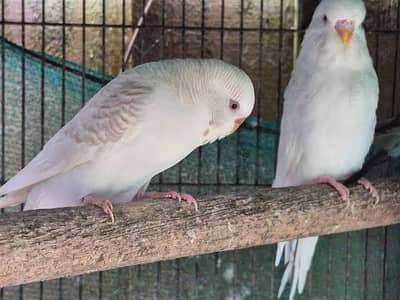 White red eyes pair