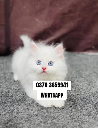 Persian Female kitten for sale