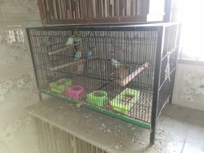 Birds for sale