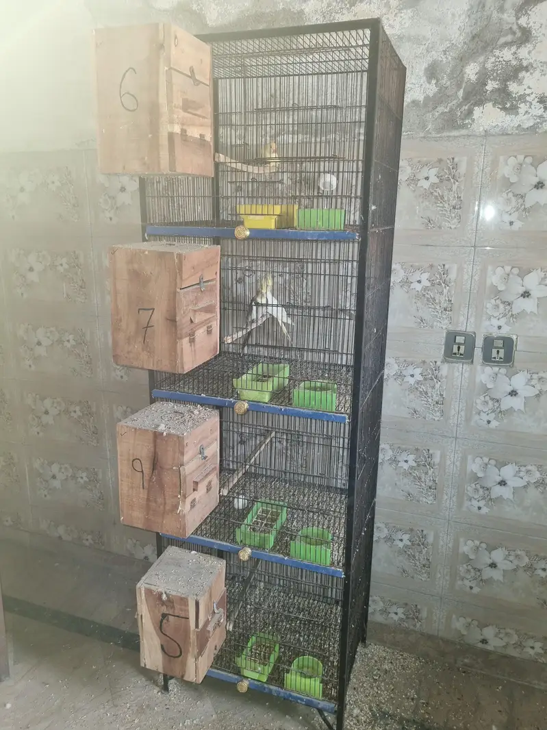 Birds for sale — photo 2