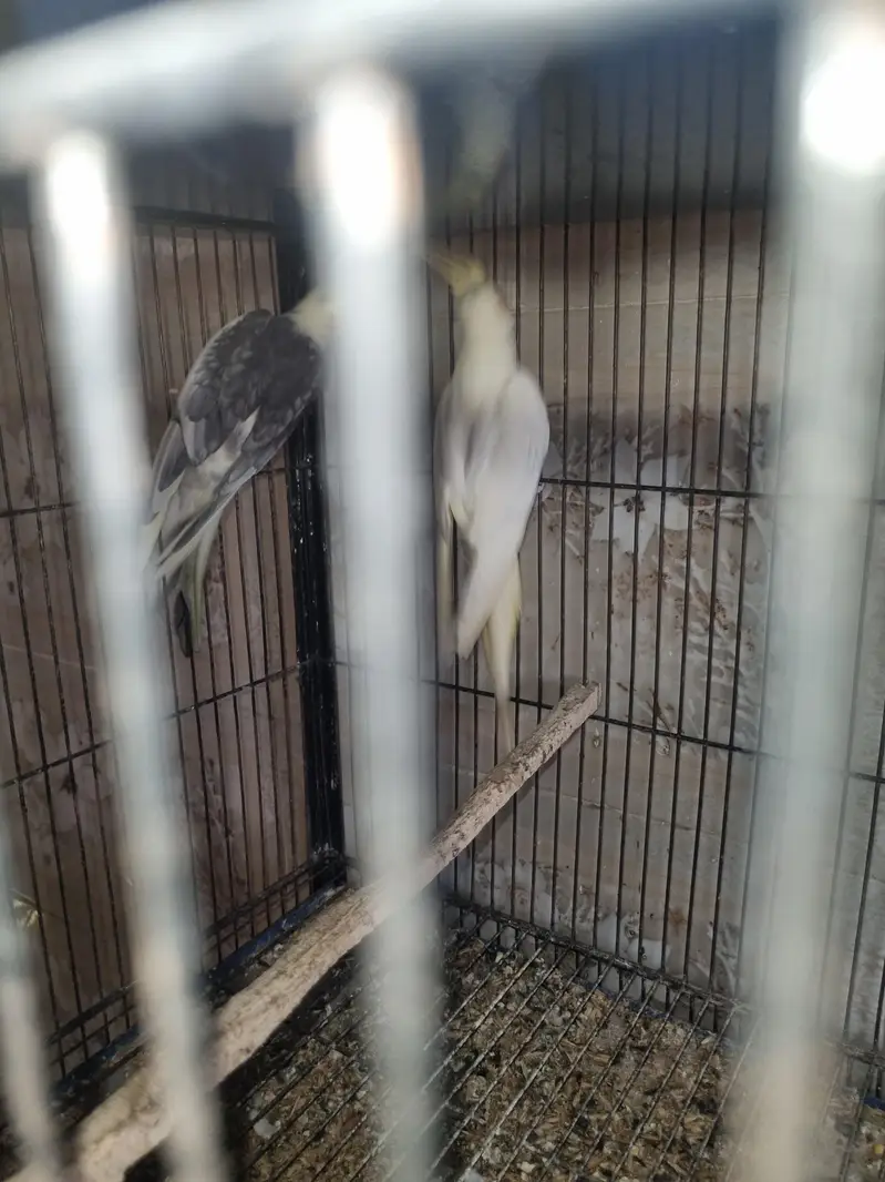 Birds for sale — photo 3