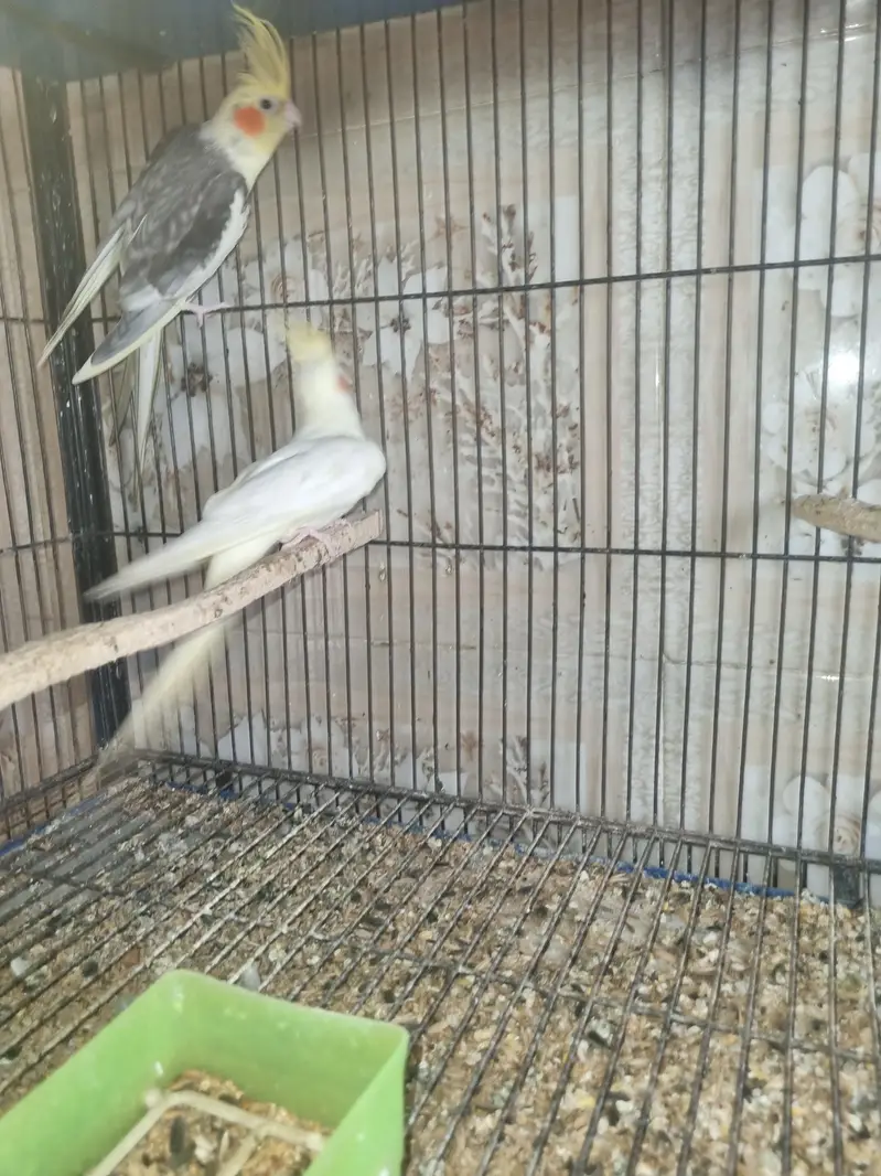 Birds for sale — photo 4