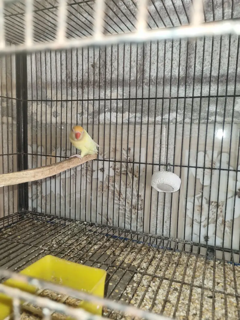 Birds for sale — photo 5