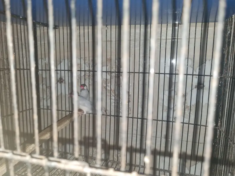 Birds for sale — photo 6