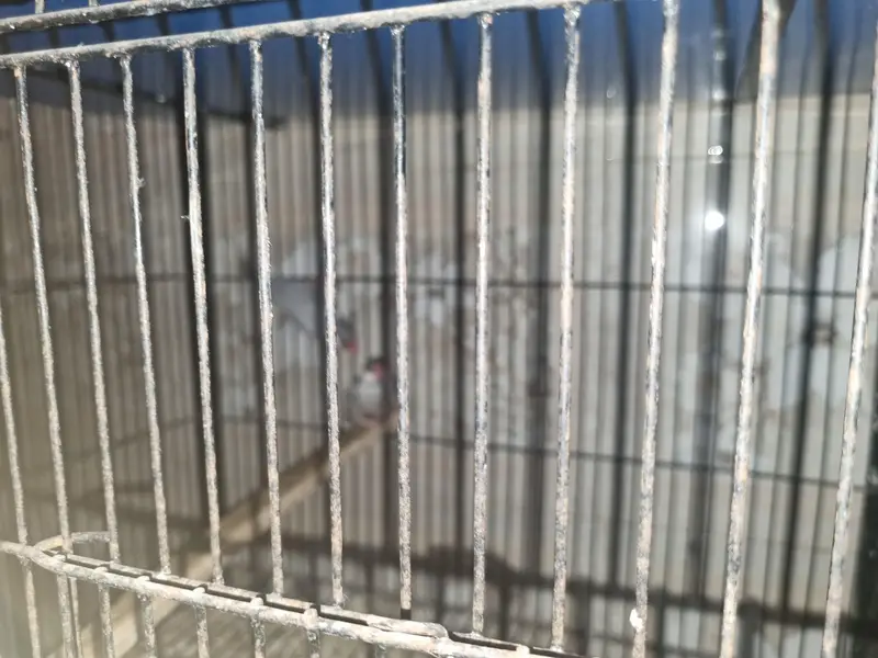 Birds for sale — photo 7