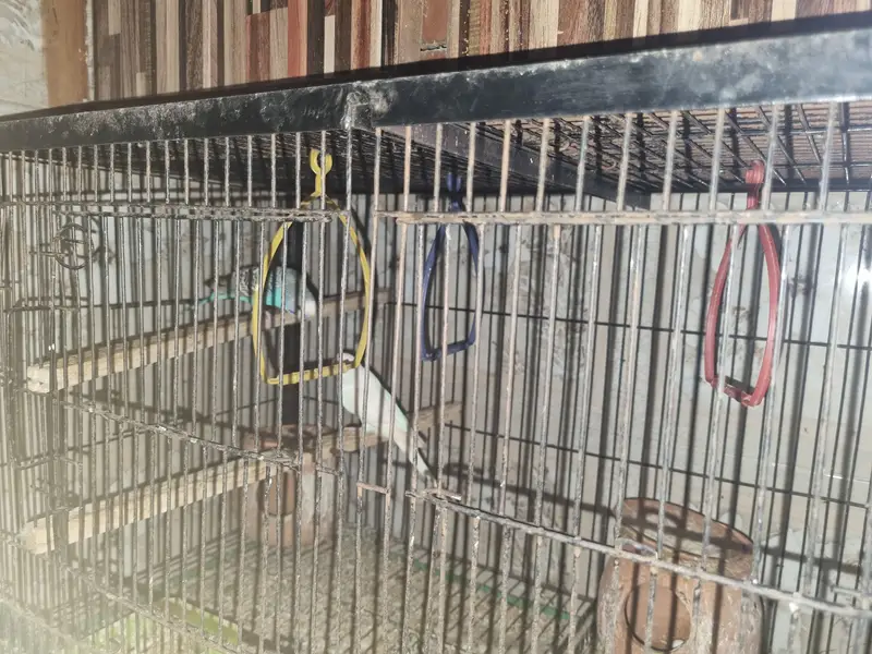 Birds for sale — photo 8