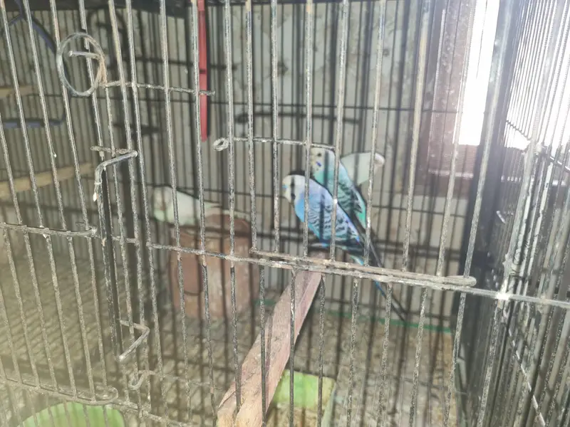 Birds for sale — photo 9