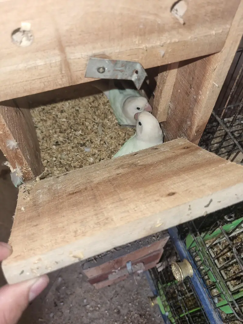 Birds for sale — photo 10