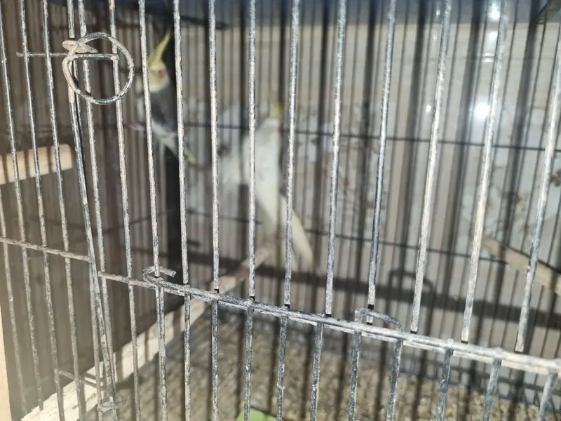 Birds for sale — photo 11