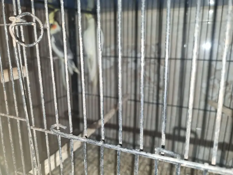 Birds for sale — photo 12
