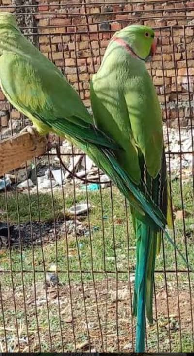 ringneck breeder pair 03197665984 WhatsApp