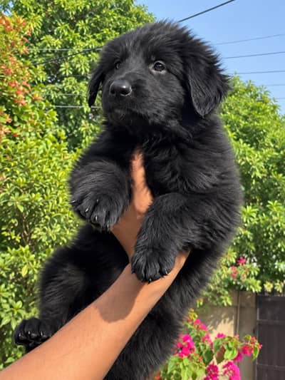 GSD PUPS AVALAIBLE