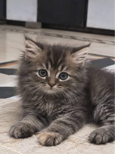 kittens