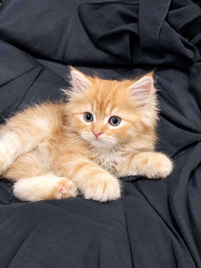 kittens 2