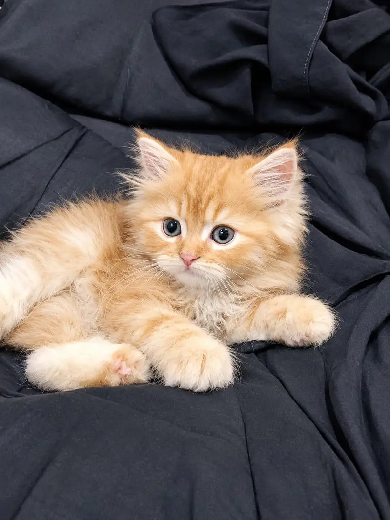 kittens — photo 3