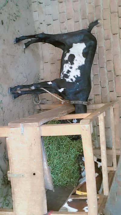 bakri