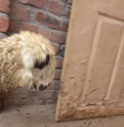 mundri sheep kid