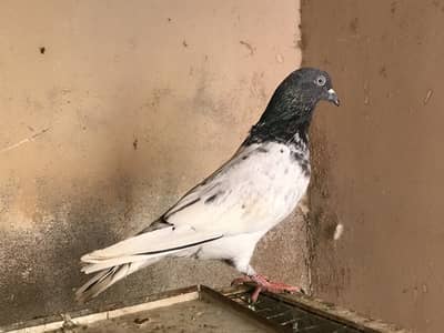 A1 quality k kabli kabootar h 2 pairs