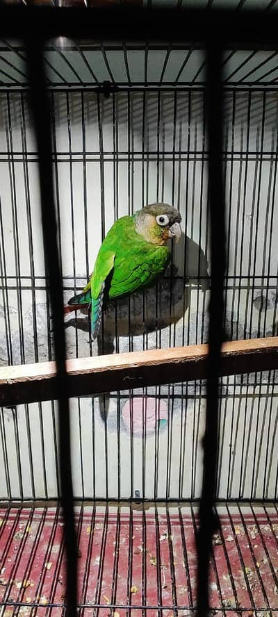 Green chick Conour Male
