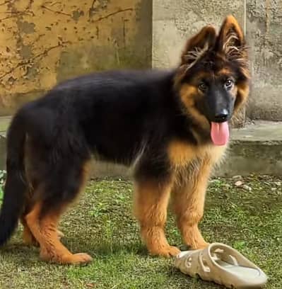 German shepherd puppies for sale healthy